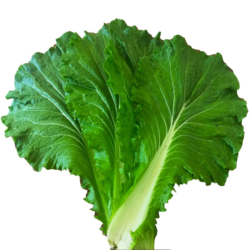 净重600东北白菜叶新鲜蔬菜打饭包菜包饭包叶蘸酱菜绿白菜叶20片