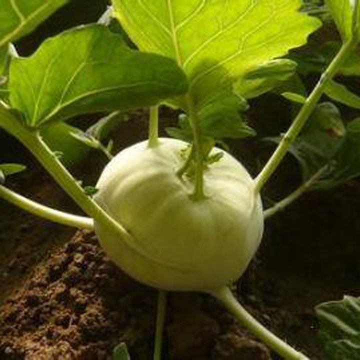 新鲜苤蓝撇了芥蓝大头菜 蔬菜新鲜大芥菜疙瘩苤蓝下饭菜5 装包邮