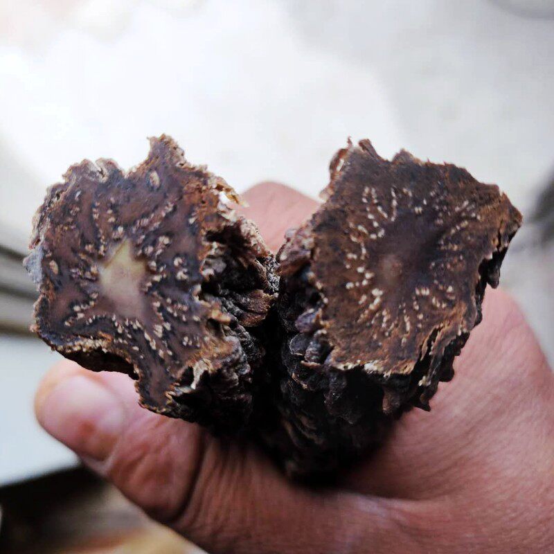 阿拉善肉苁蓉鲜干片内蒙古特级整根500g泡茶男非其他药食同源食品