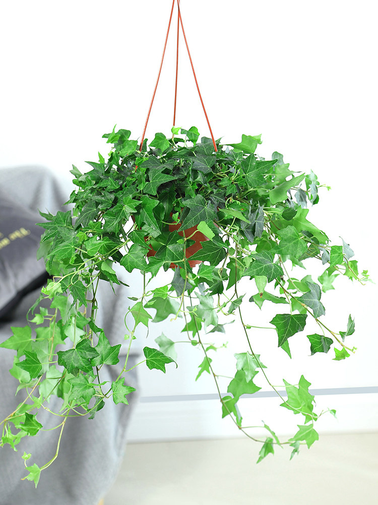 常春藤盆栽室内垂吊甲醛绿植净化空气四季常青爬藤绿植