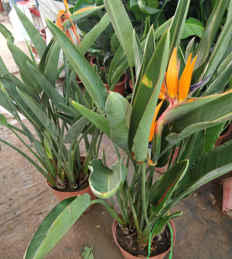 天堂鸟鹤望兰盆栽花苞办公办公室室内大型植物客厅大型绿植