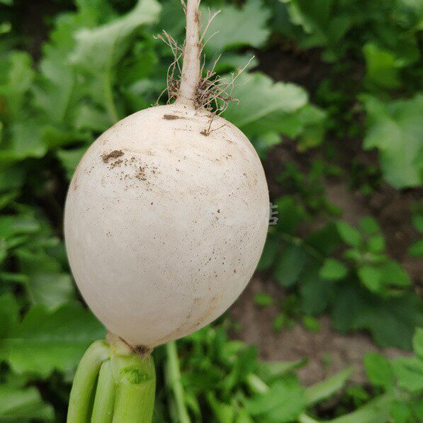 5斤装农家自种新鲜蔬菜圆白萝卜 时令小白皮萝卜 可做泡菜 包邮