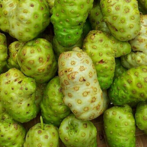 新鲜海南诺丽果鲜果 诺丽果酵素原料汁 诺尼果 现摘瓶装20斤包邮