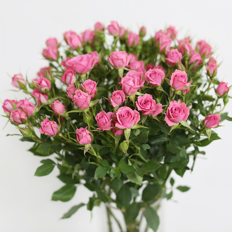 多头玫瑰花鲜花云南直发批速递家用级水蔷薇泡泡鲜花速递同城