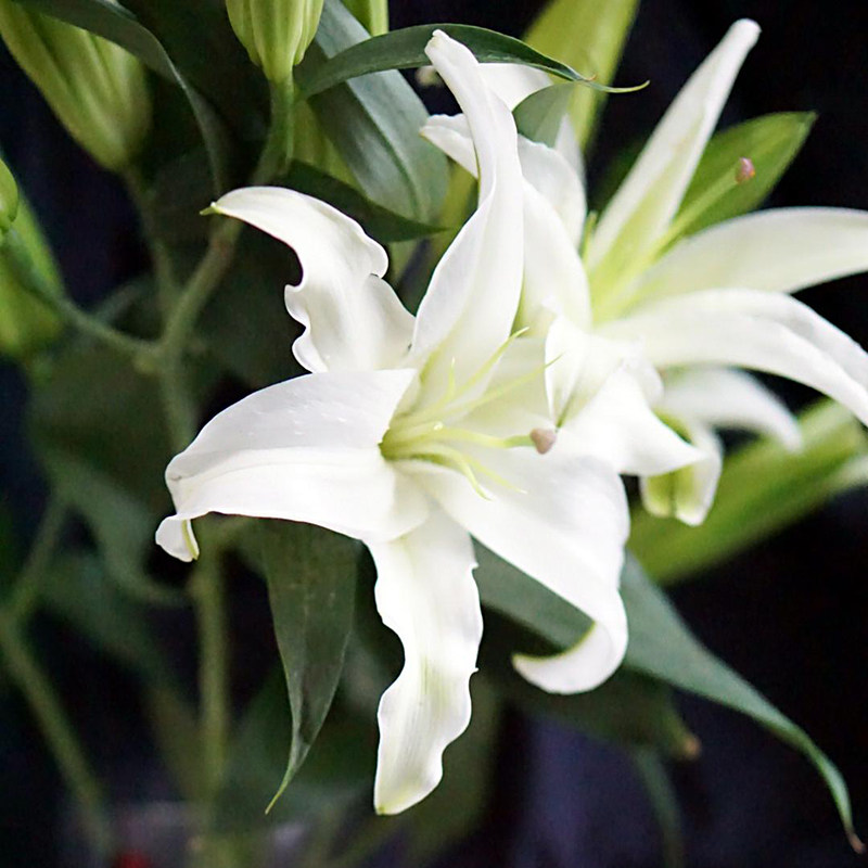 单头多头白色香水百合鲜花云南直发鲜花速递(同城)