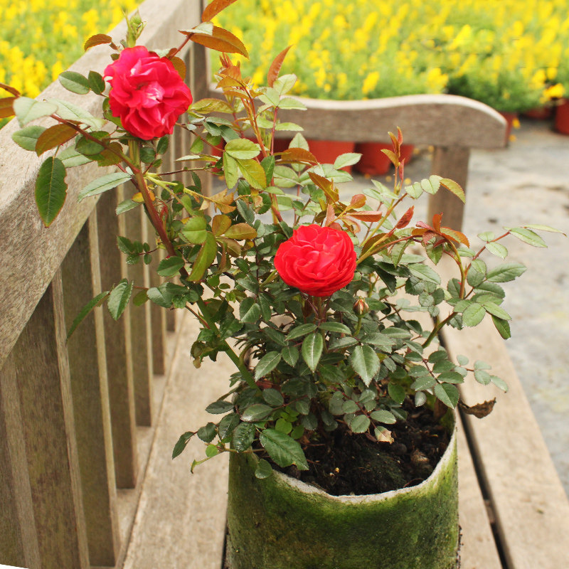 花卉爬藤红木香花浓香七里香重瓣常绿藤本盆栽花卉