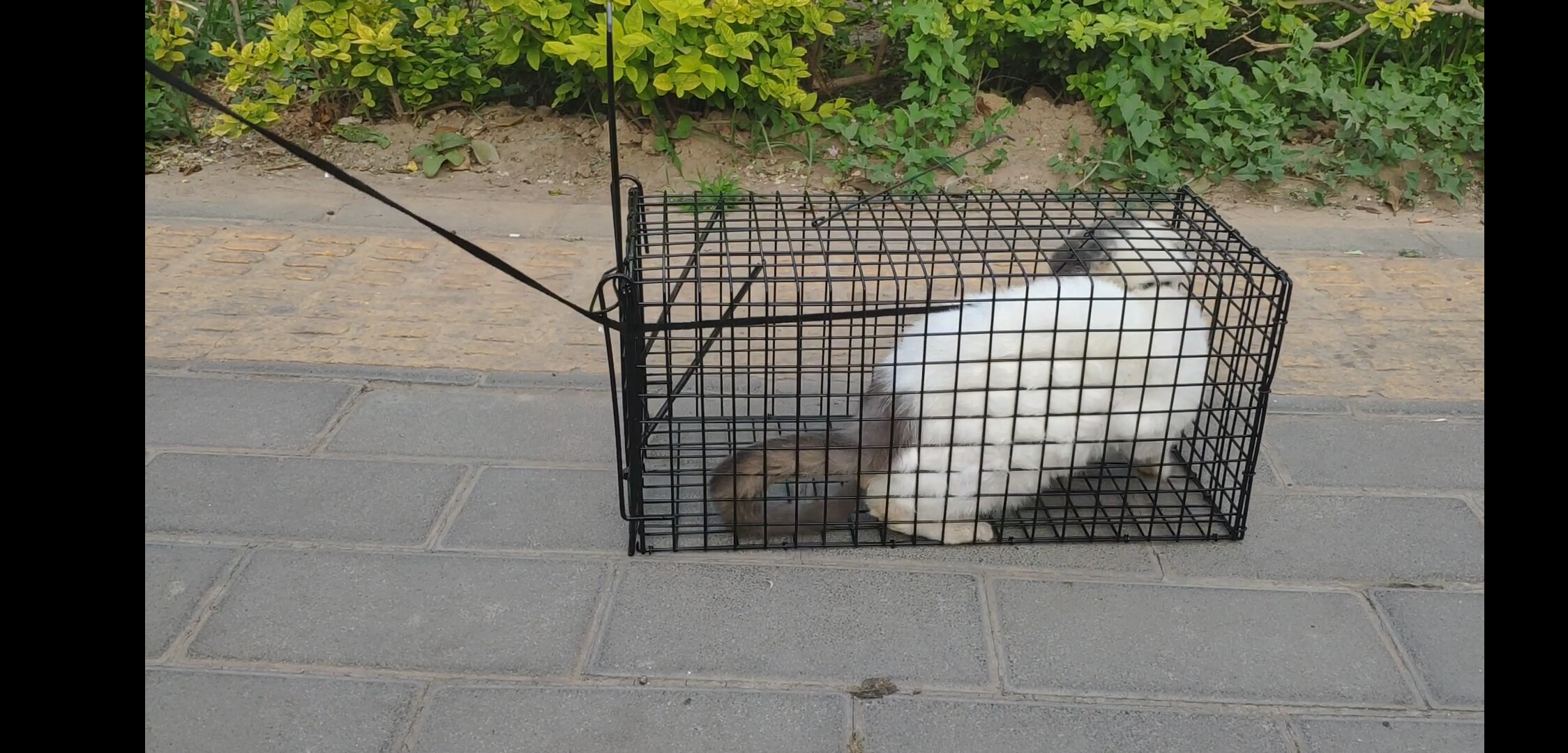 新品抓猫笼捕猫器自动抓猫神器逮猫笼救助捉猫笼只进不出抓捕神器