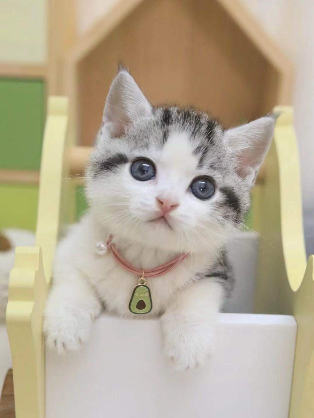 虎斑猫幼纯种美短白起司幼猫猫猫咪短腿矮脚猫咪