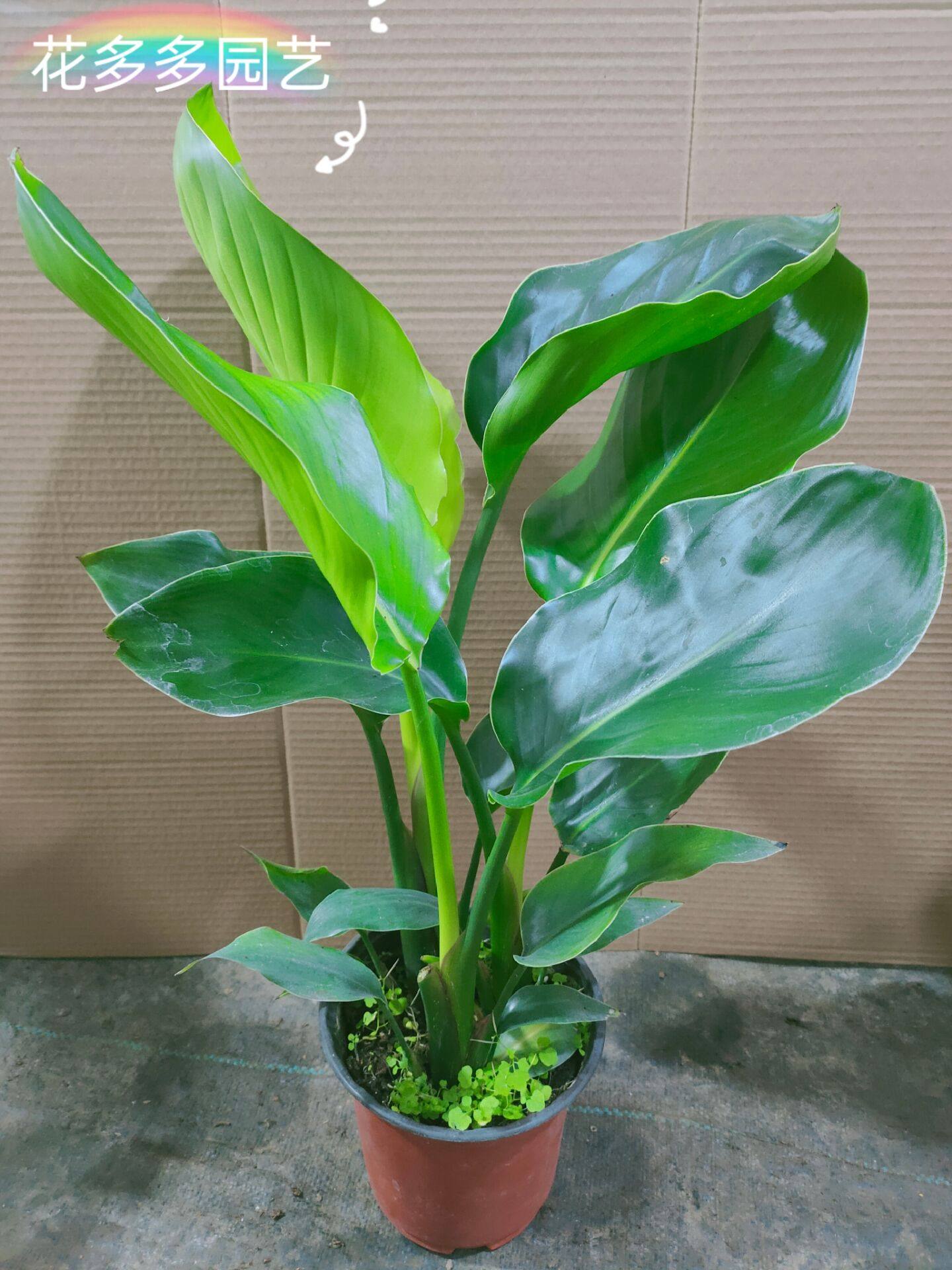天堂鸟室内耐阴植物北欧欧风绿植鹤望兰四季常青时令草本花卉