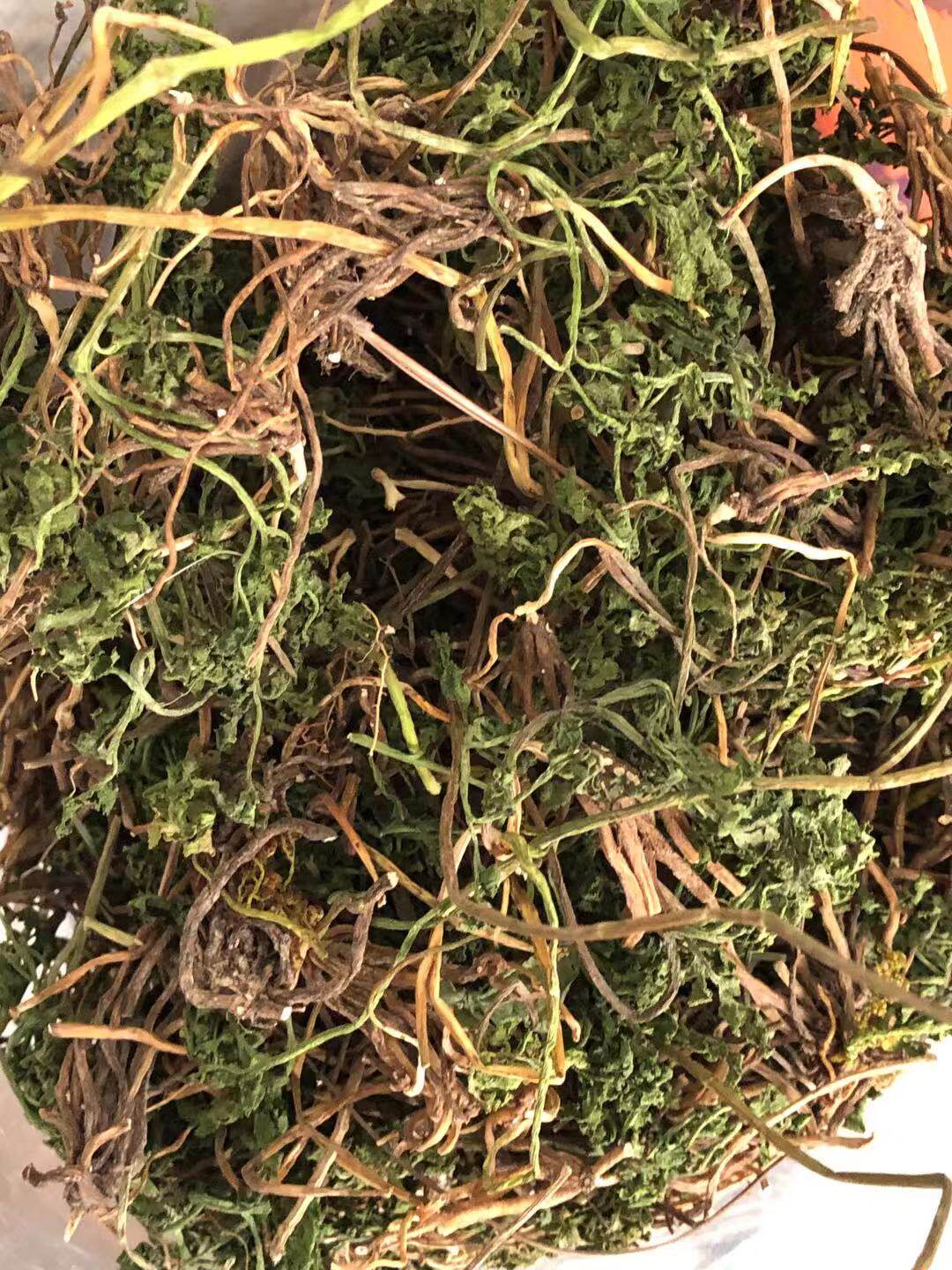 小春春花中药材一朵云破天天云阴地独立金鸡散血叶其他药食同源食品