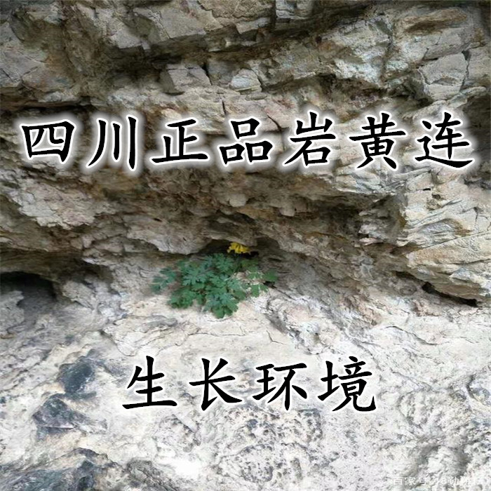黄连中药材岩黄莲根500克包邮岩胡岩连菊花土黄其他药食同源食品