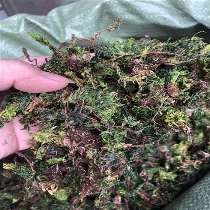 回心草中药材 云南野生正品 半斤250克包邮大叶藓茴薪草新鲜晒干