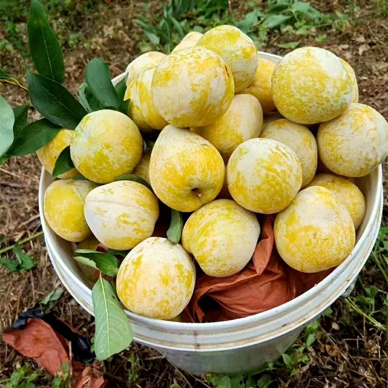 当季三华箱包装整5斤水果孕妇李脆甜黄心李新鲜李子
