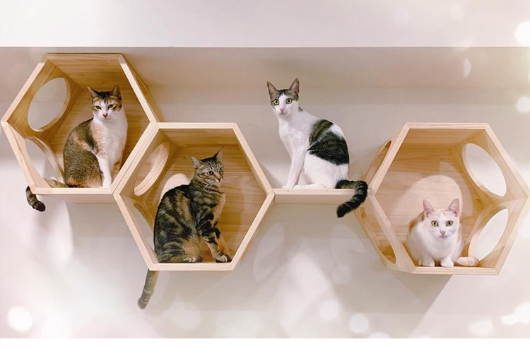 挂式六角猫窝实木猫爬架跳台猫墙墙壁猫爬架