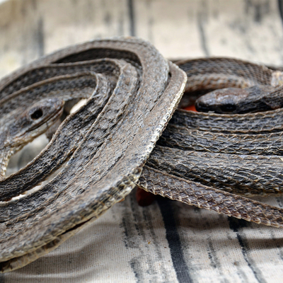 中药材大条四川乌梢蛇干乌蛇泡酒500克免费打粉其他药食同源食品