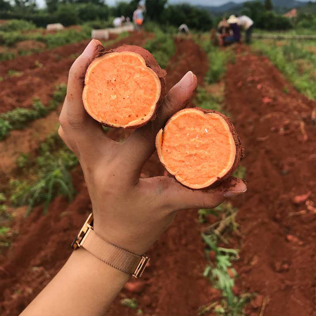 红薯广东翁源人参新鲜蜜薯糖心烟薯番薯