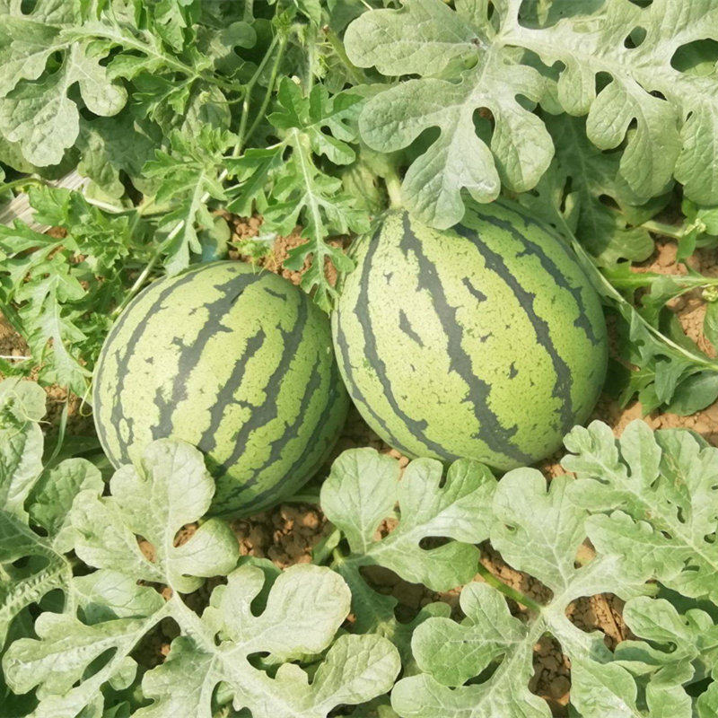 8424麒麟无籽西瓜种子特大高产巨型甜王南方小四家庭园艺种子