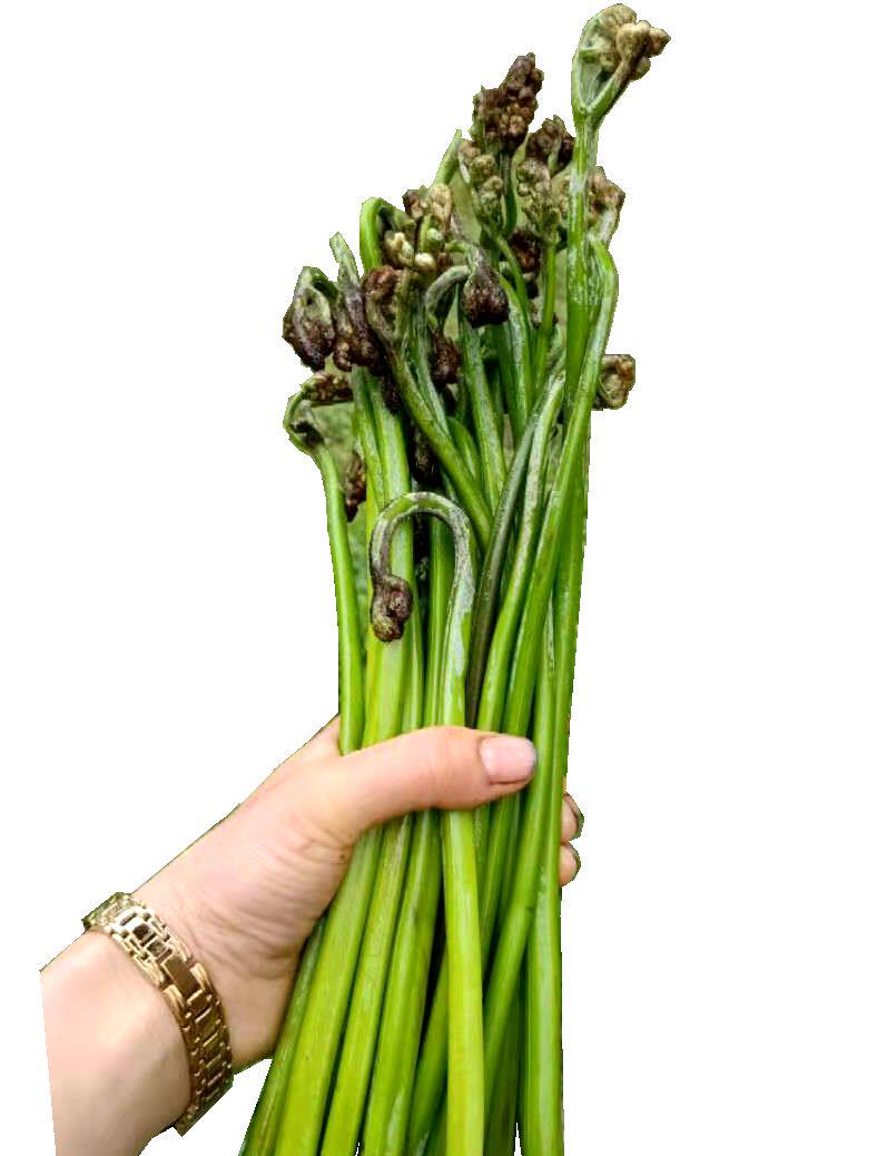 贵州蕨菜新鲜甜正宗野生蔬菜龙猫爪菜5斤装包邮野菜买二送一斤