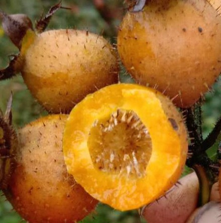 贵州无籽金刺梨无子金刺梨野生新鲜金刺梨其它药食同源食品5斤装