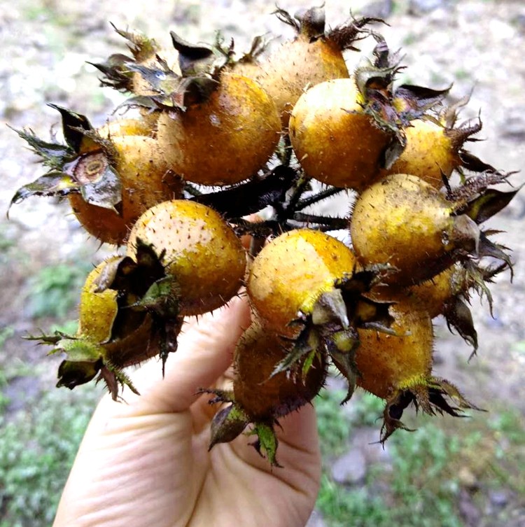 贵州无籽金刺梨无子金刺梨野生新鲜金刺梨其它药食同源食品5斤装