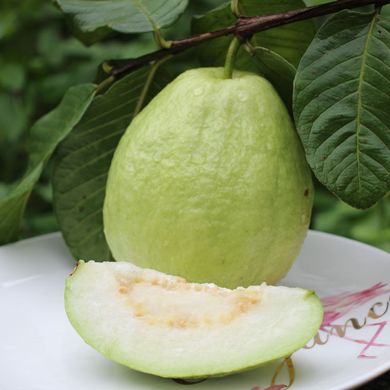 海南珍珠番石榴白心白肉芭乐水果农家自产果园芭乐