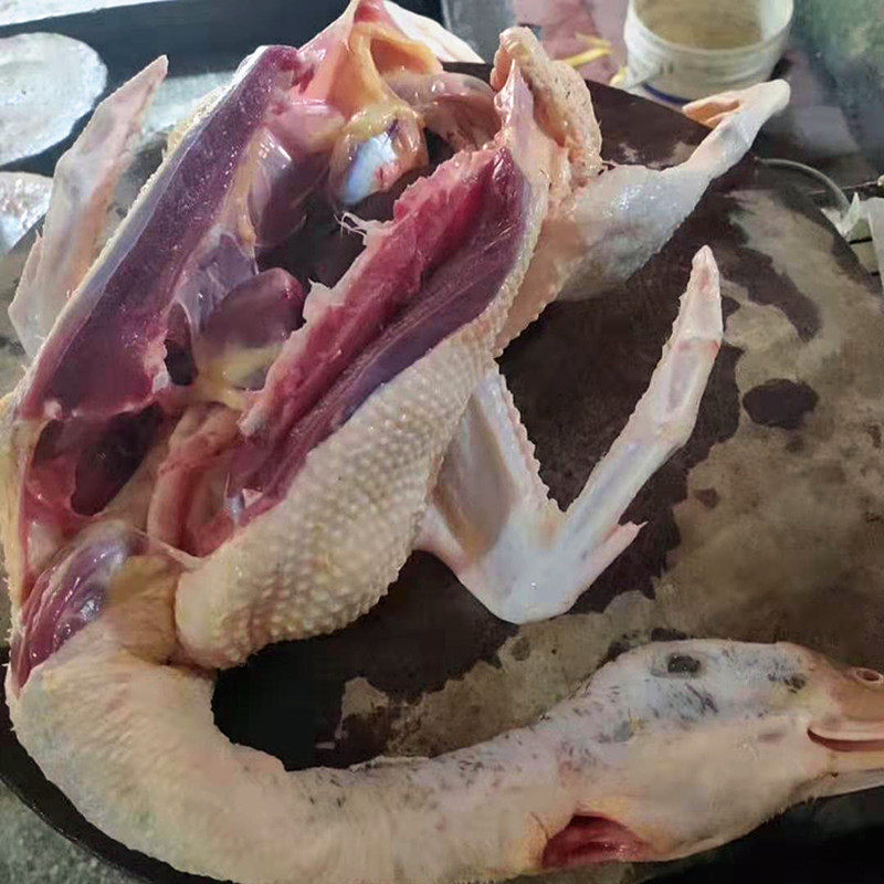 玉米新鲜现宰广东封开本地花鸭整鸭5斤老鸭鸭肉