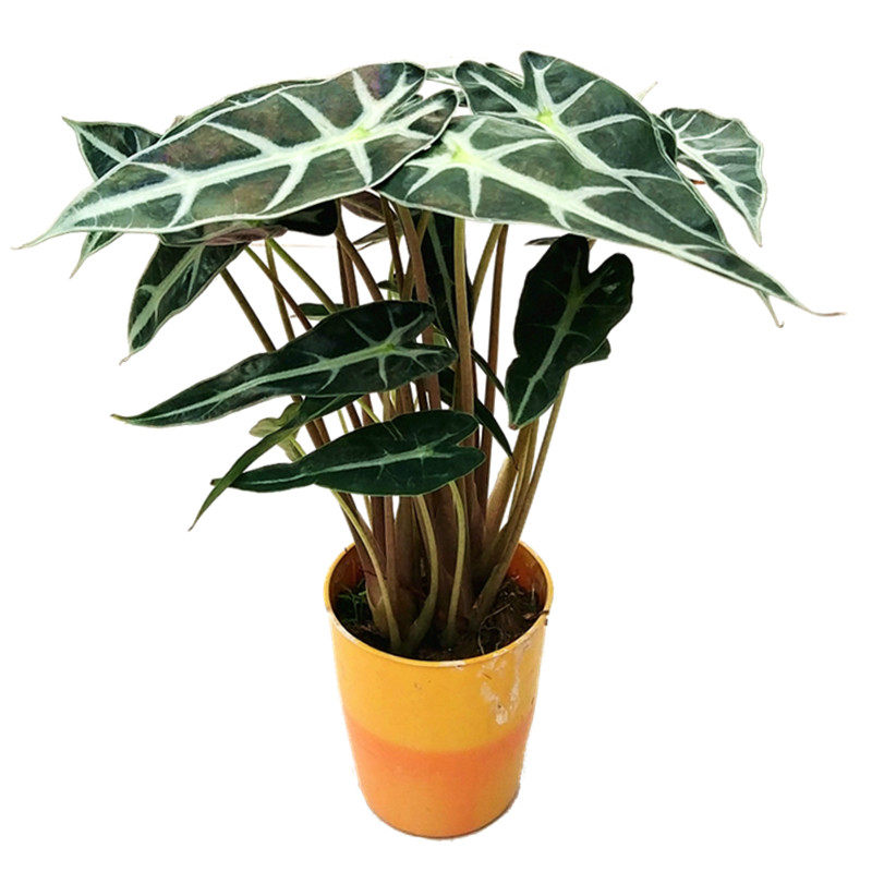 小仙女绿植叶竹芋盆栽小型观音办公办公桌桌面花卉绿植