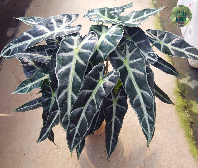 小仙女绿植叶竹芋盆栽小型观音办公办公桌桌面花卉绿植