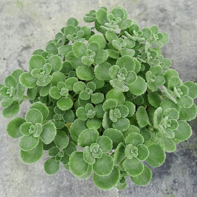 一抹抹香盆栽室内碰碰香草多肉植物客厅驱虫绿植