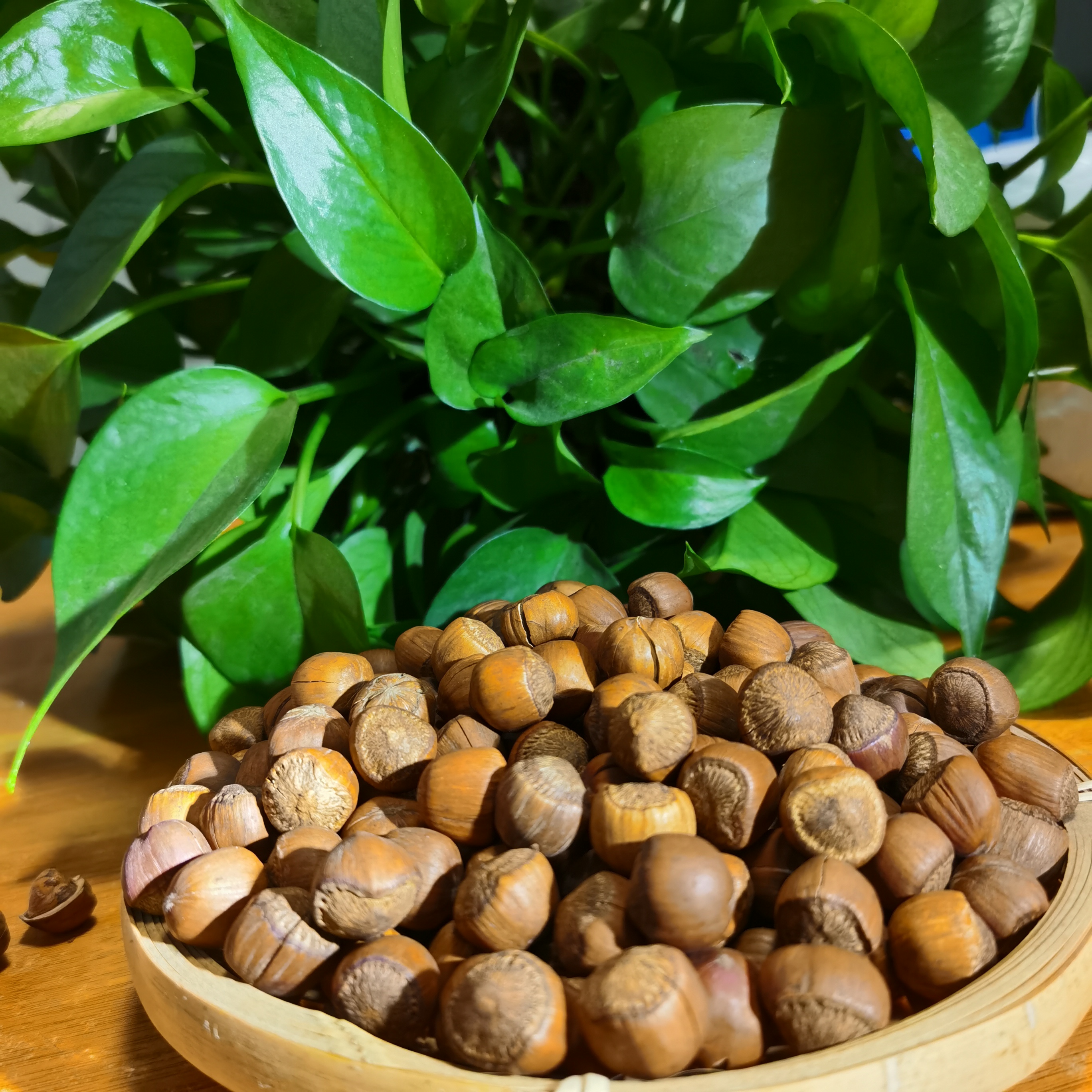 东北铁岭开原特产野生原味熟炒中粒永强榛子榛子