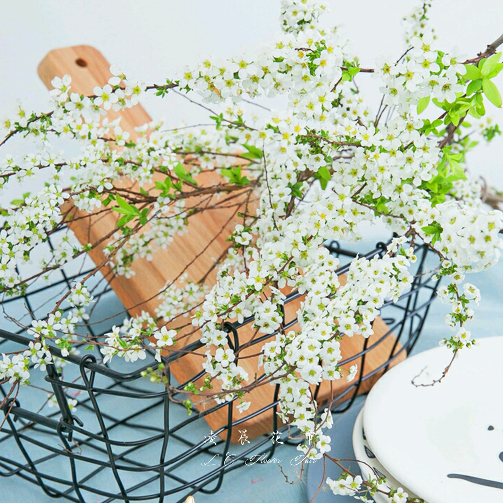 雪柳手球鲜花枝条清新家用办公室插花鲜花速递(同城)