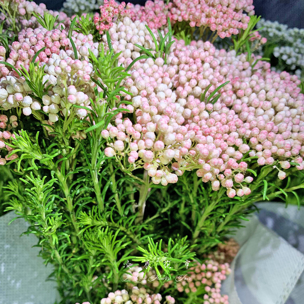 米花鲜花配花水养插花家用办公室花束低价直批包鲜花速递同城