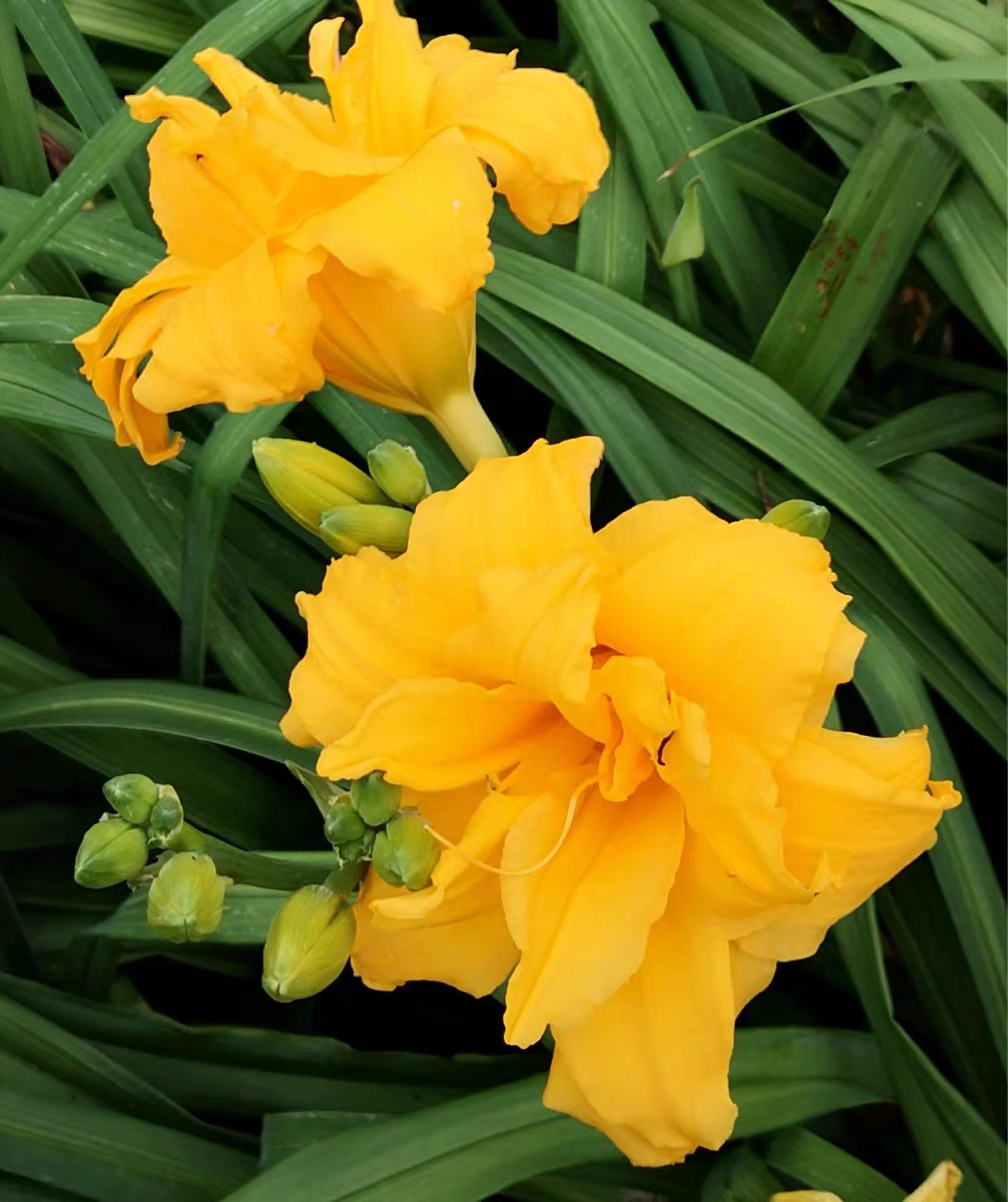 沐子哥庭院进口大花萱草多年生宿根耐寒多季顺丰发货