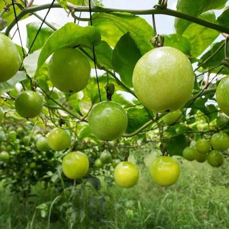 鸡蛋果种植方法图片