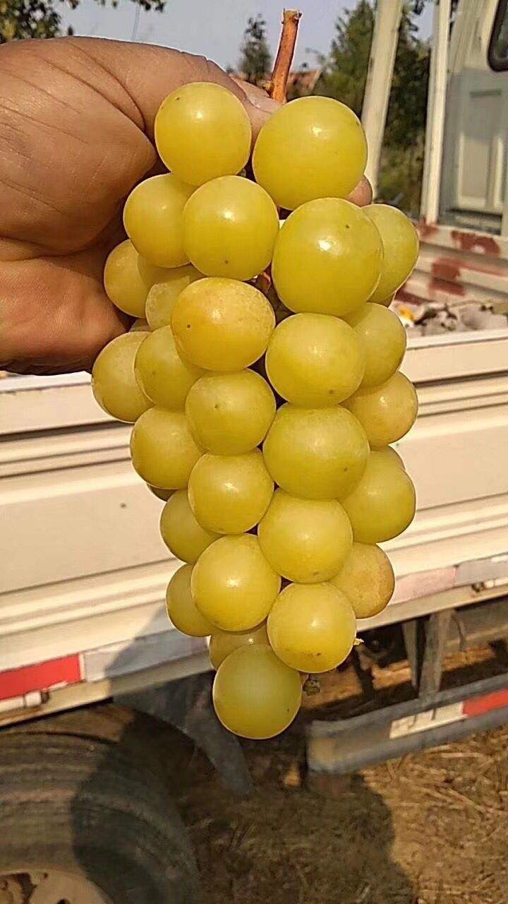 葡萄树苗阳光葡萄树十三玫瑰新品新品种种果南方果树