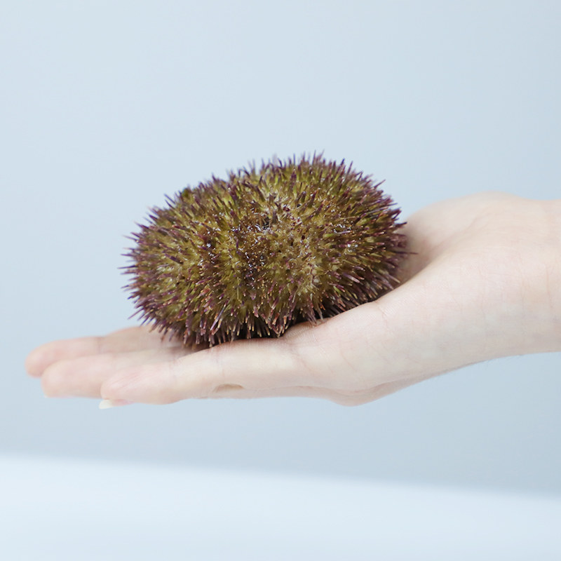 青奢大连马粪胆现剥鲜活冰鲜海胆肉即食刺身日料包邮生鲜海鲜100