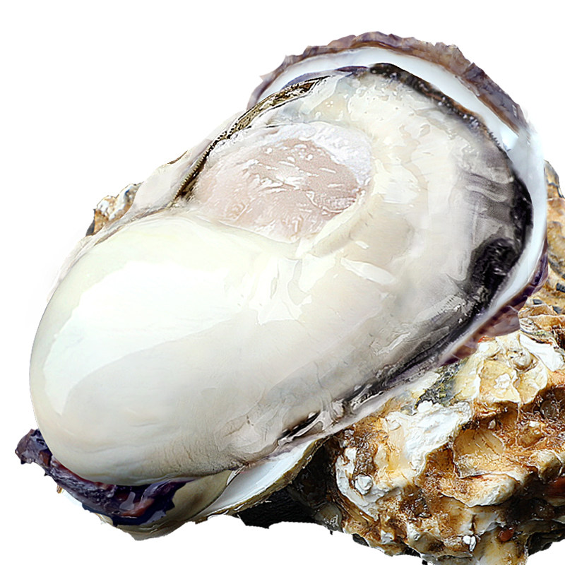 乳山生蚝鲜活新鲜海5斤特大海鲜牡蛎肉刺身即生蚝