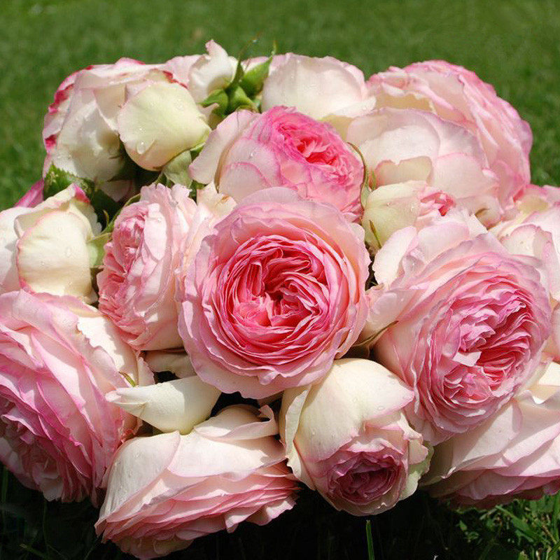 粉龙欧月藤本月季粉色龙沙宝石爬藤月季月季花花苗时令草本花卉