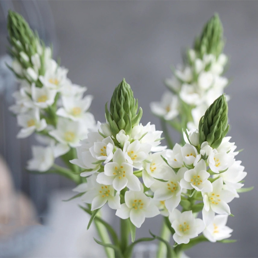 雀梅鲜花白色圣心百合10支时令花材新鲜家养鲜花速递同城