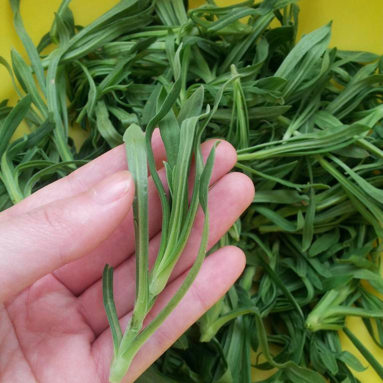 面条菜种子质甜味美抗寒面条菜蔬菜种子阳台净瓶草香炉草野生菜籽