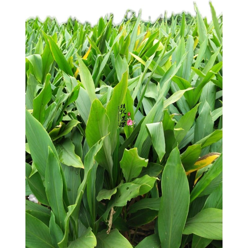 广西术种高产当年苗种姜郁金蓬莪郁金莪术头姜七青药材种子