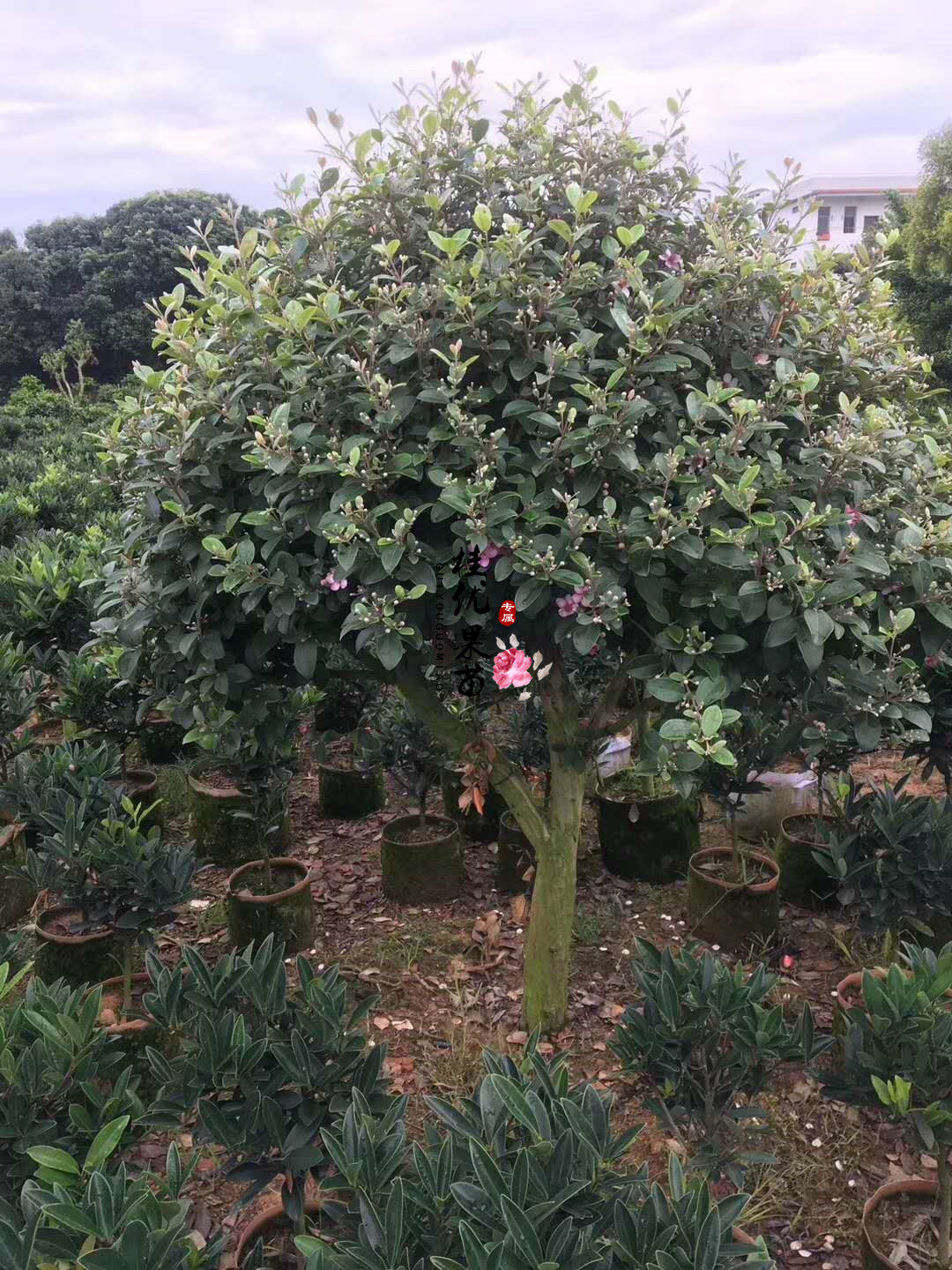 桃金娘岗菍山菍稔果树桃舅娘果树苗盆栽庭院果树