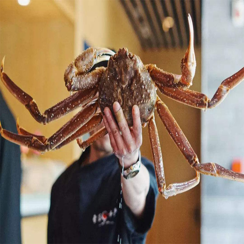鲜活松叶海鲜水产北海道进口帝王蟹大螃蟹鳕蟹帝王蟹