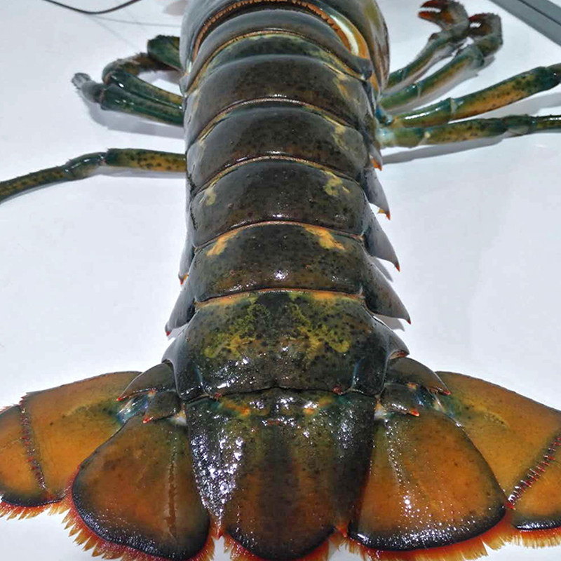 鲜活龙虾波士顿水产进口澳洲超特大青澳大利亚活体活虾