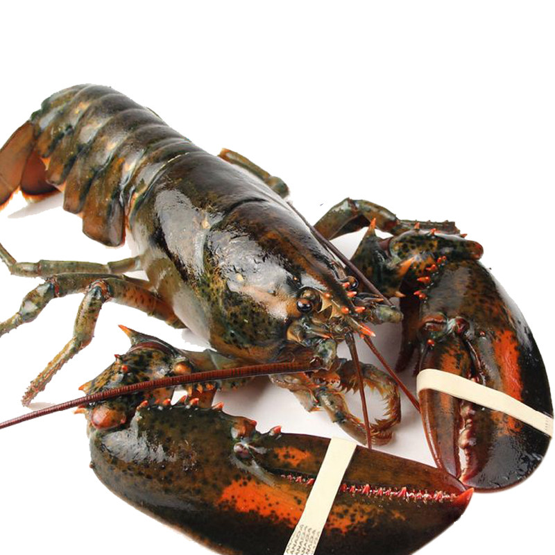 鲜活波士顿龙虾 海鲜水产进口澳洲澳龙超特大10青龙虾活体6斤包邮