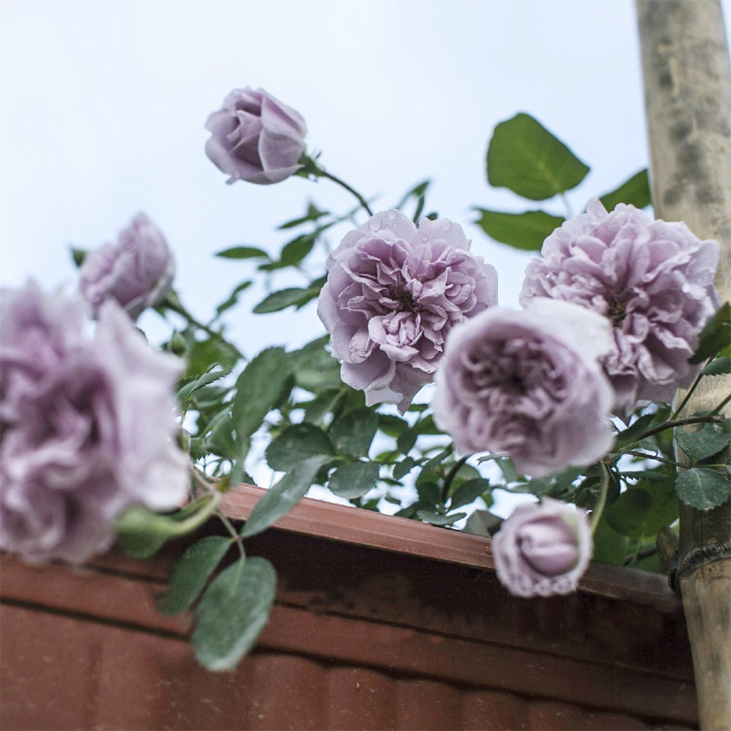 蓝色阴雨月季花 欧月蓝雨月季花大苗 藤本爬藤花卉玫瑰花多次开花