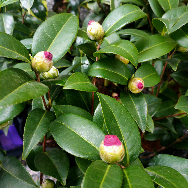 新西兰冠军黛比名贵进口杂怒杂品品种茶花阳台时令草本花卉