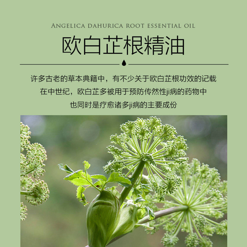 精油幽兰香榭白芷毫升现货特价单方精选品质单方精油