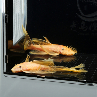 台系黄金大帆热带清道夫清缸911cm鱼