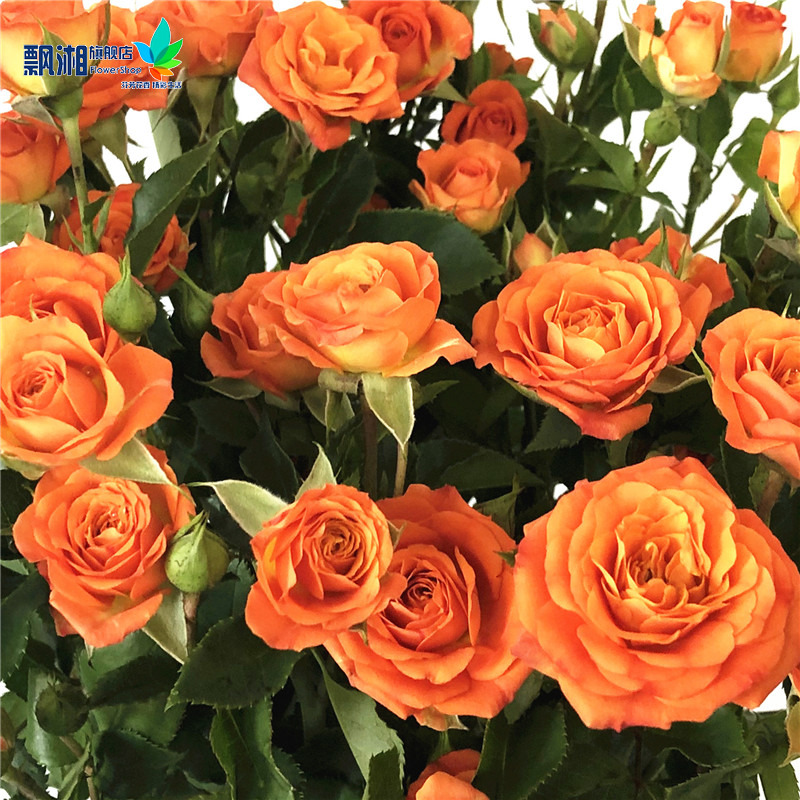 花卉阳台月季浓香植物绿植观花花苞橙色花苗花卉